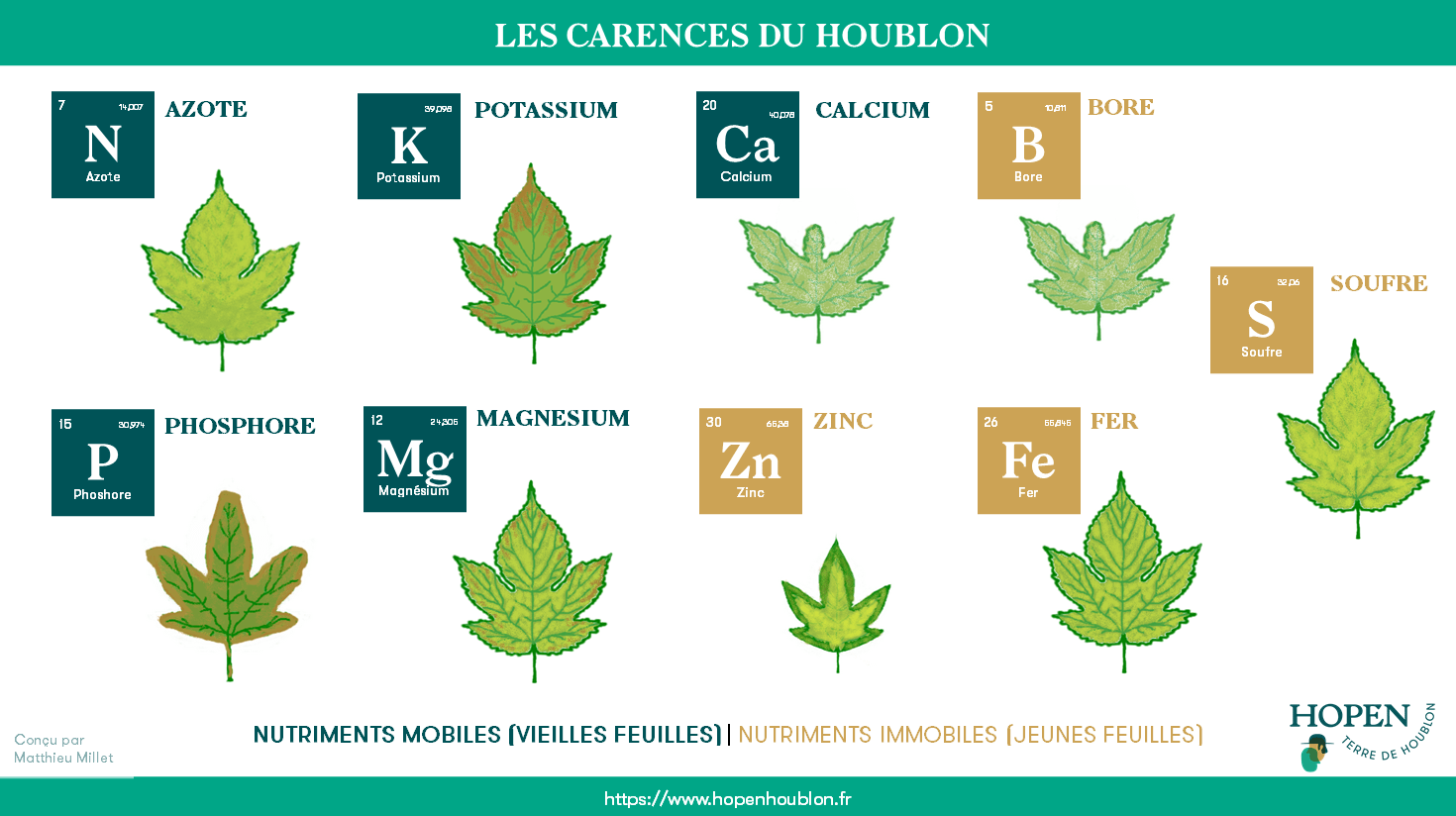 houblon feuille jaunie